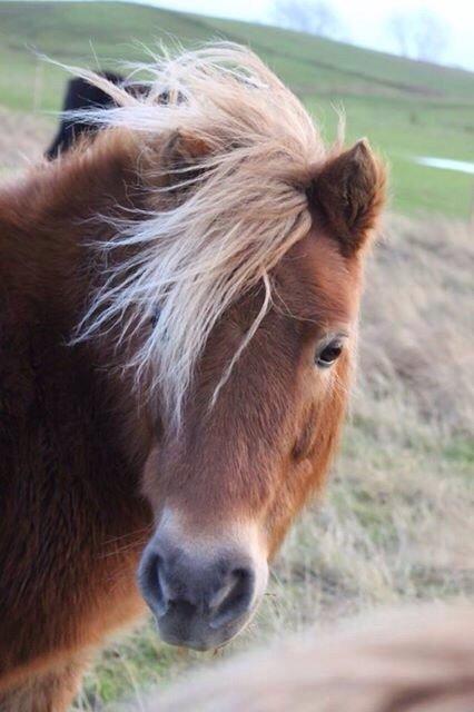 Shetlænder Turbo Tulle - December 2015.-Fotograf: Amalie Dalby billede 14