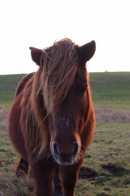 Shetlænder Cecilie billede 2