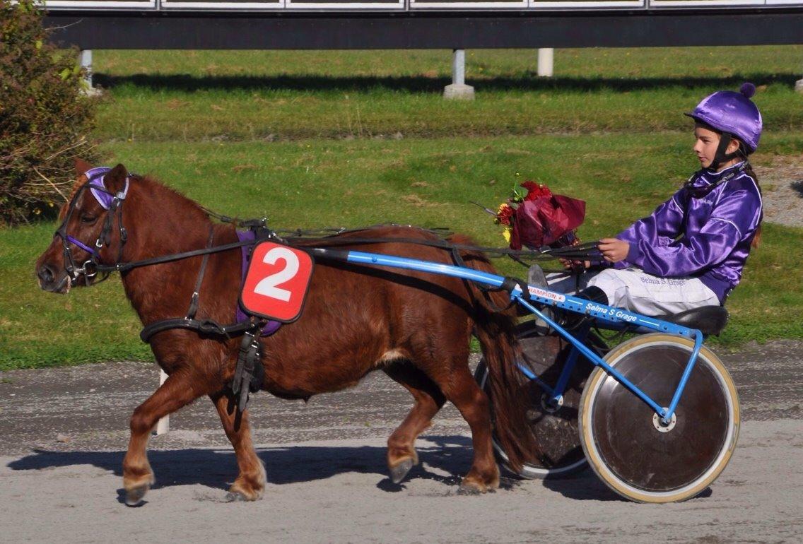 Shetlænder Cecilie billede 5