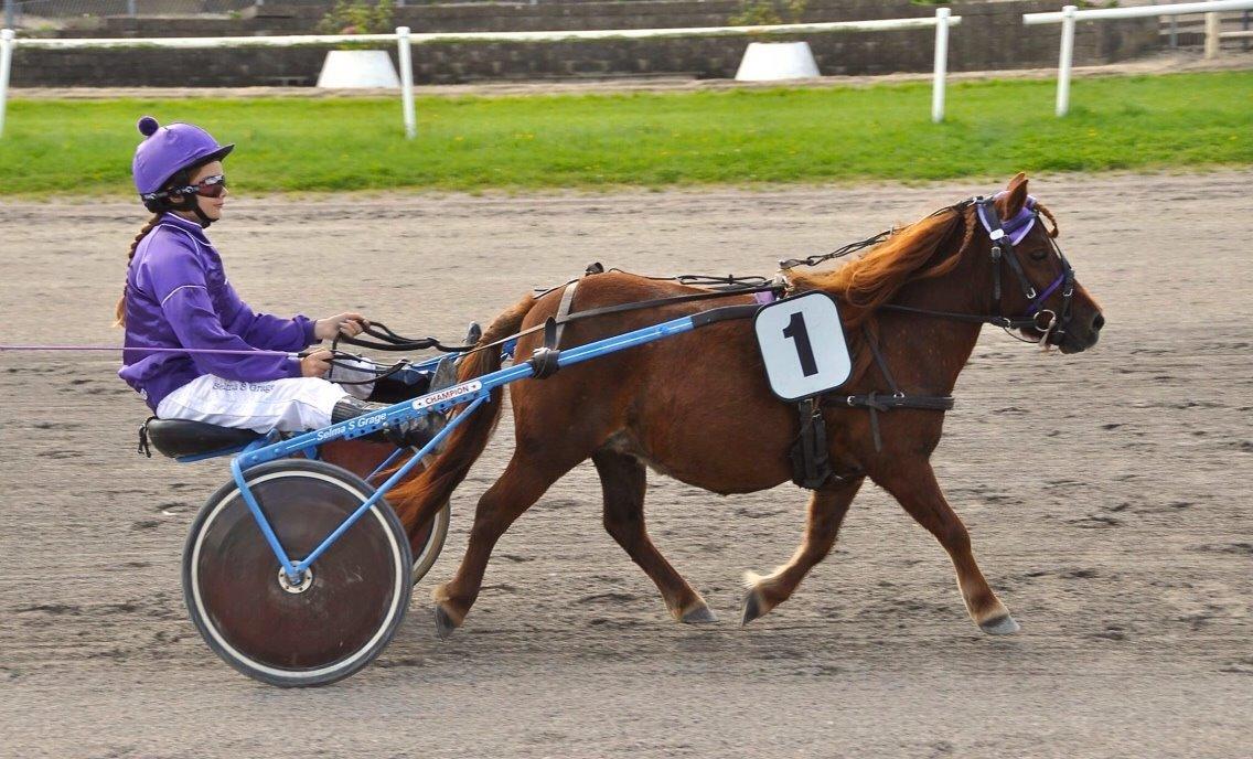 Shetlænder Cecilie billede 6
