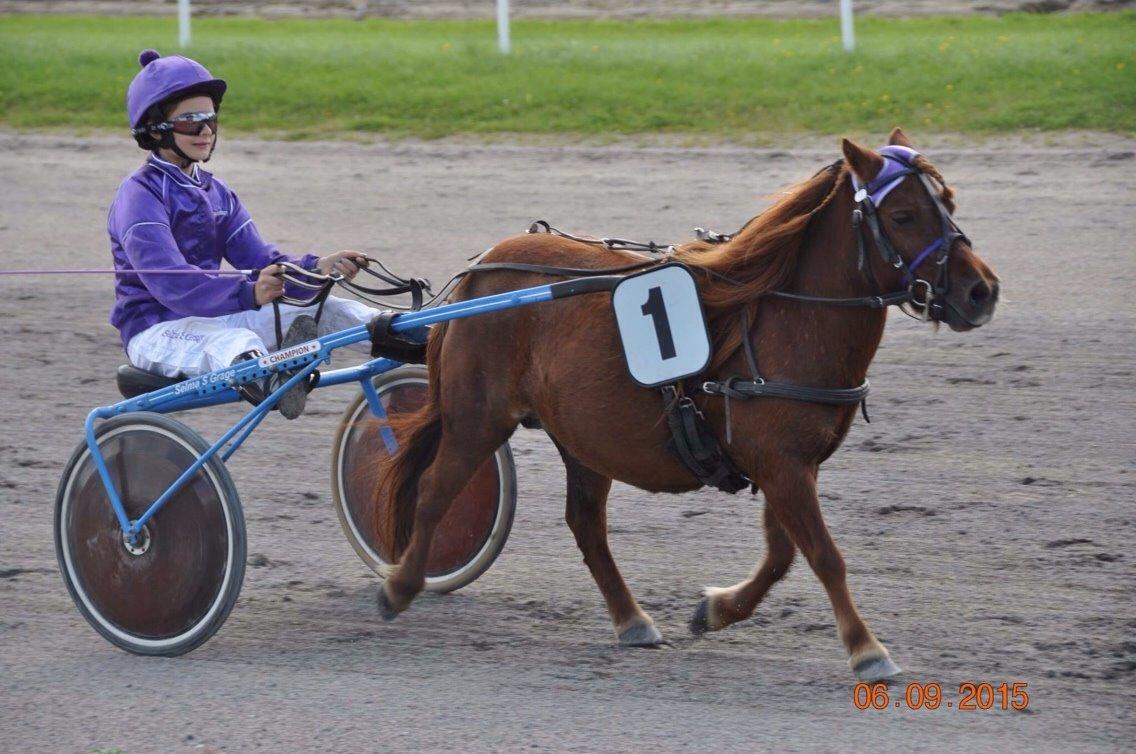 Shetlænder Cecilie billede 8