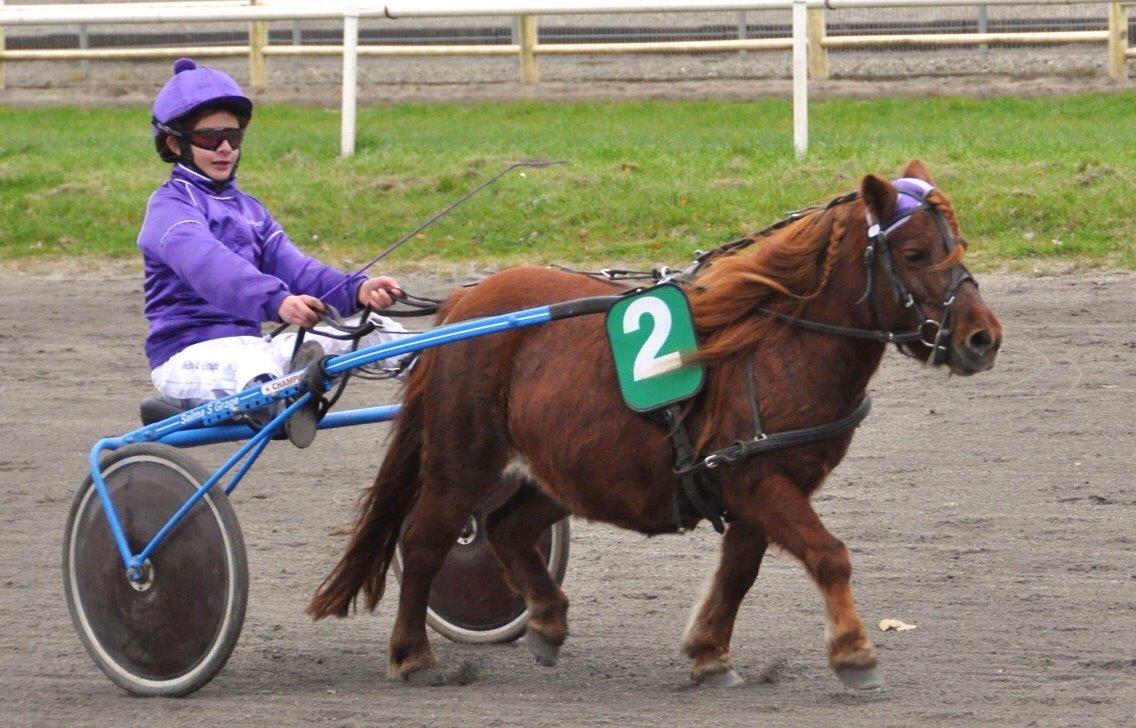 Shetlænder Cecilie billede 9