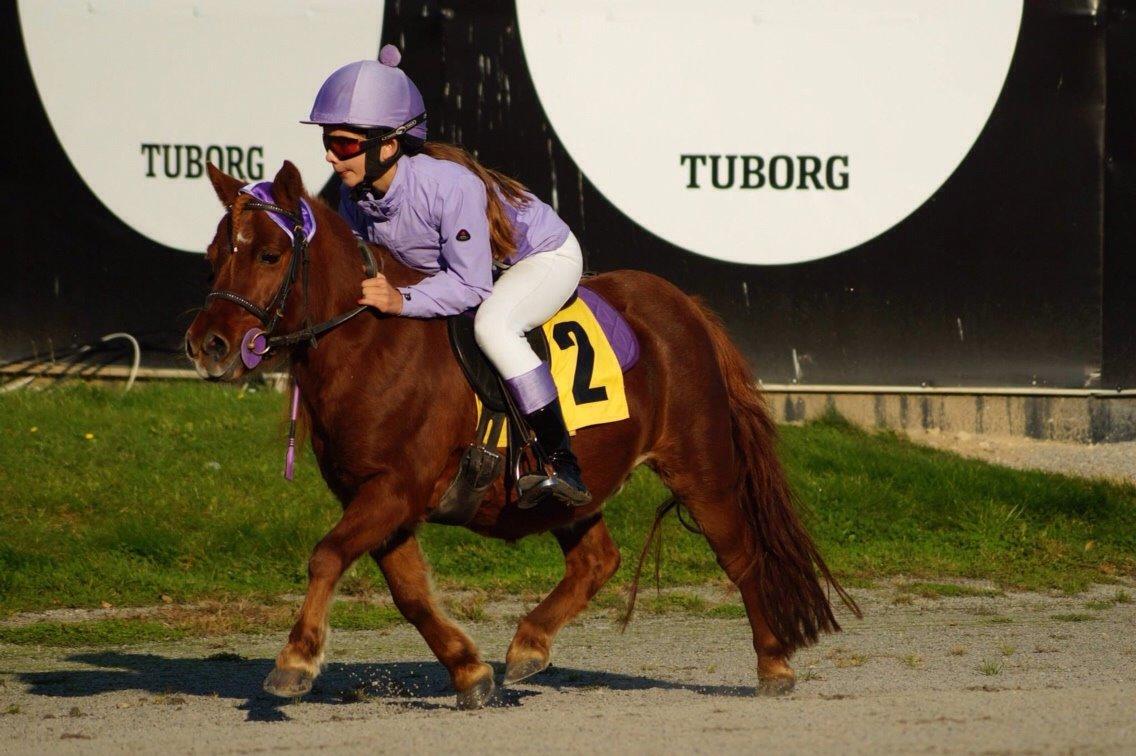 Shetlænder Cecilie billede 4