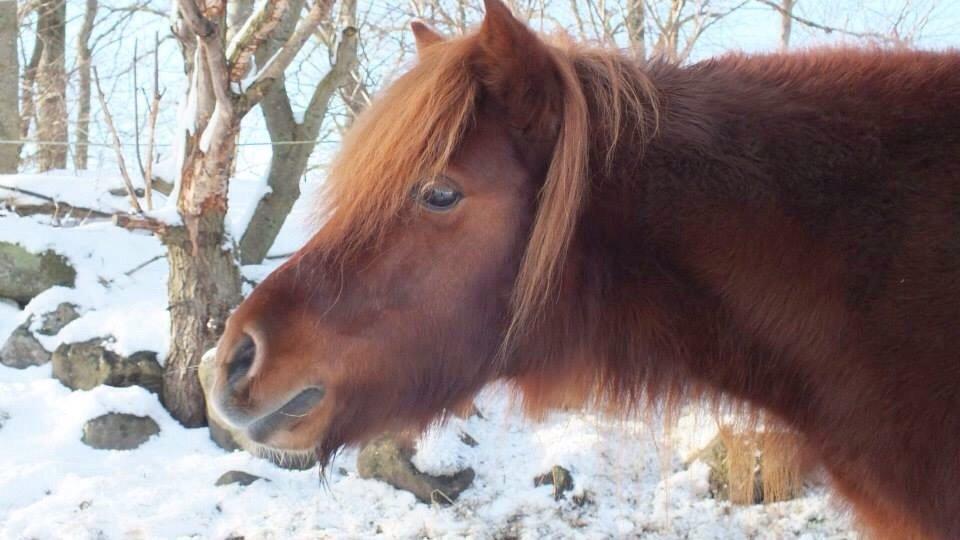 Shetlænder Cecilie billede 10