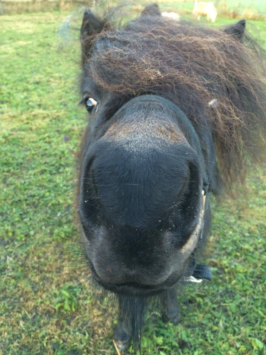 Shetlænder Sønderskovs fucia (Solgt) billede 16