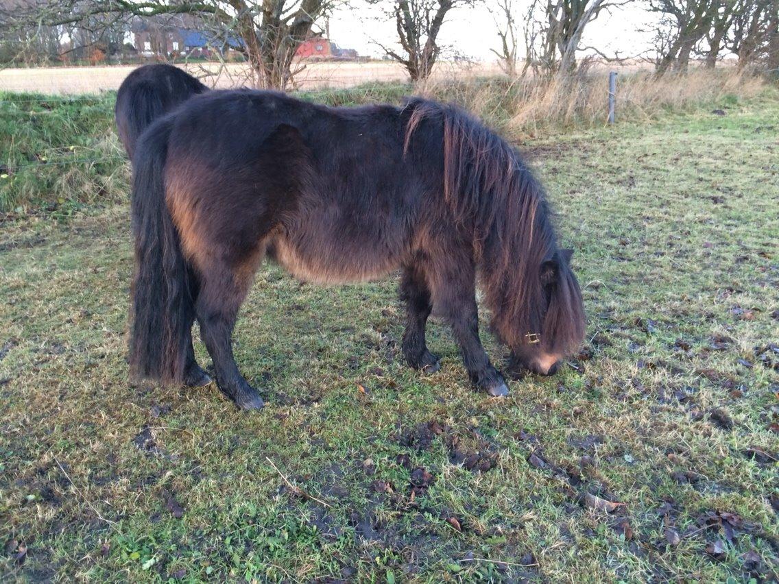 Shetlænder Sønderskovs fucia (Solgt) billede 12