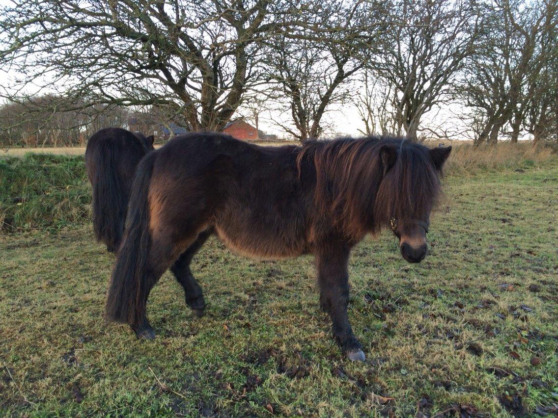 Shetlænder Sønderskovs fucia (Solgt) billede 13