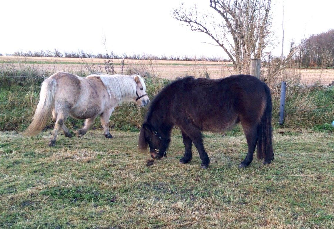 Shetlænder Sønderskovs fucia (Solgt) billede 14