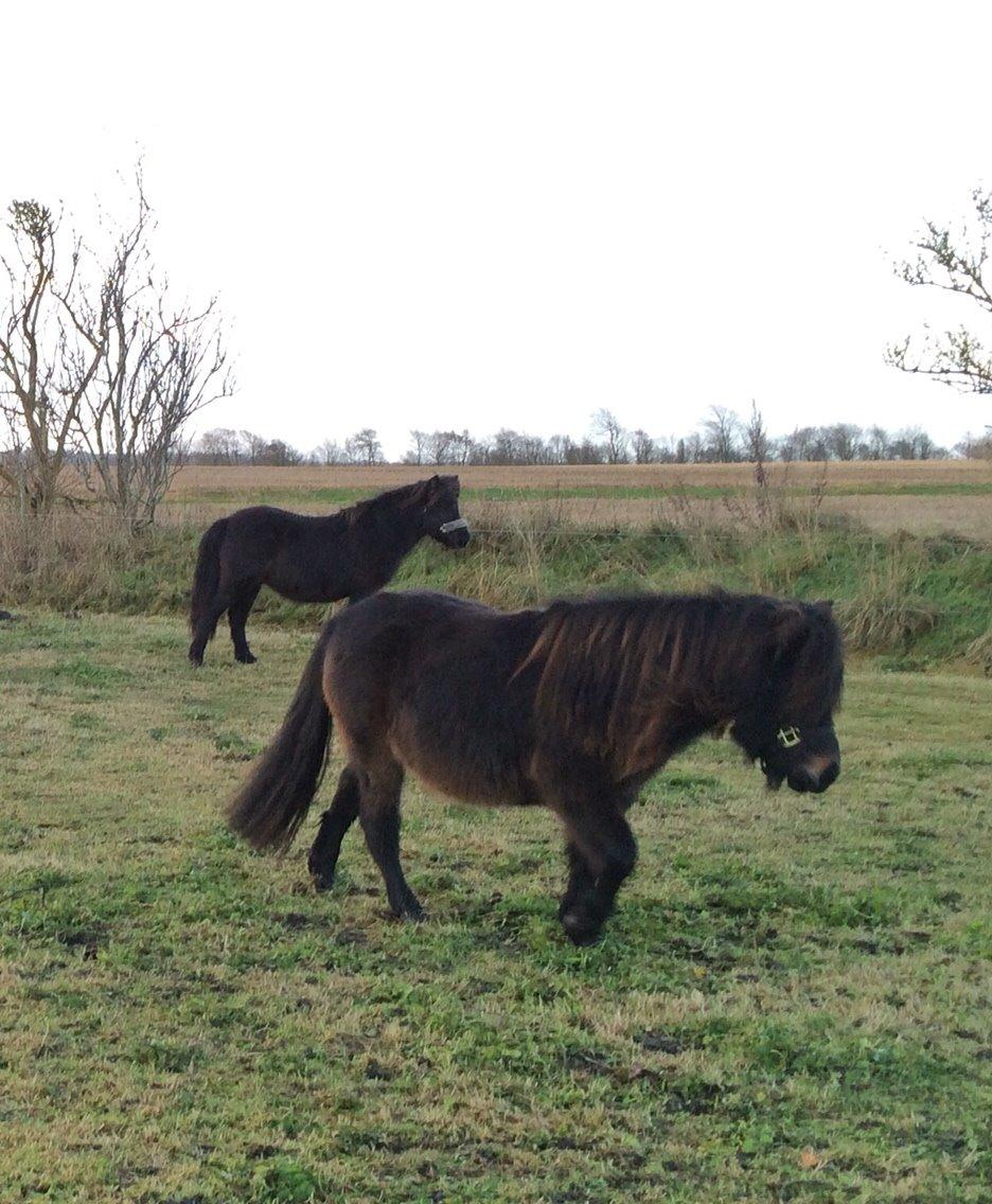 Shetlænder Sønderskovs fucia (Solgt) billede 15