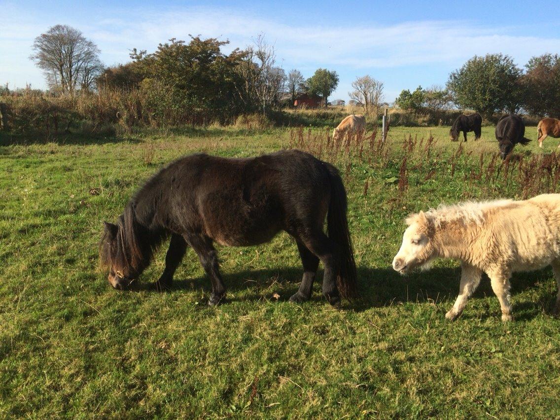 Shetlænder Sønderskovs fucia (Solgt) billede 9
