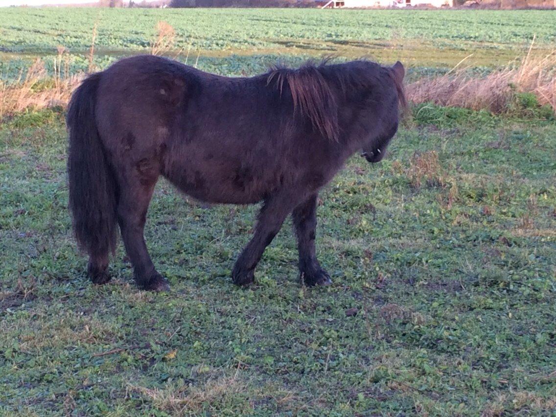 Shetlænder Sønderskovs fresia (tidl. hest) billede 10