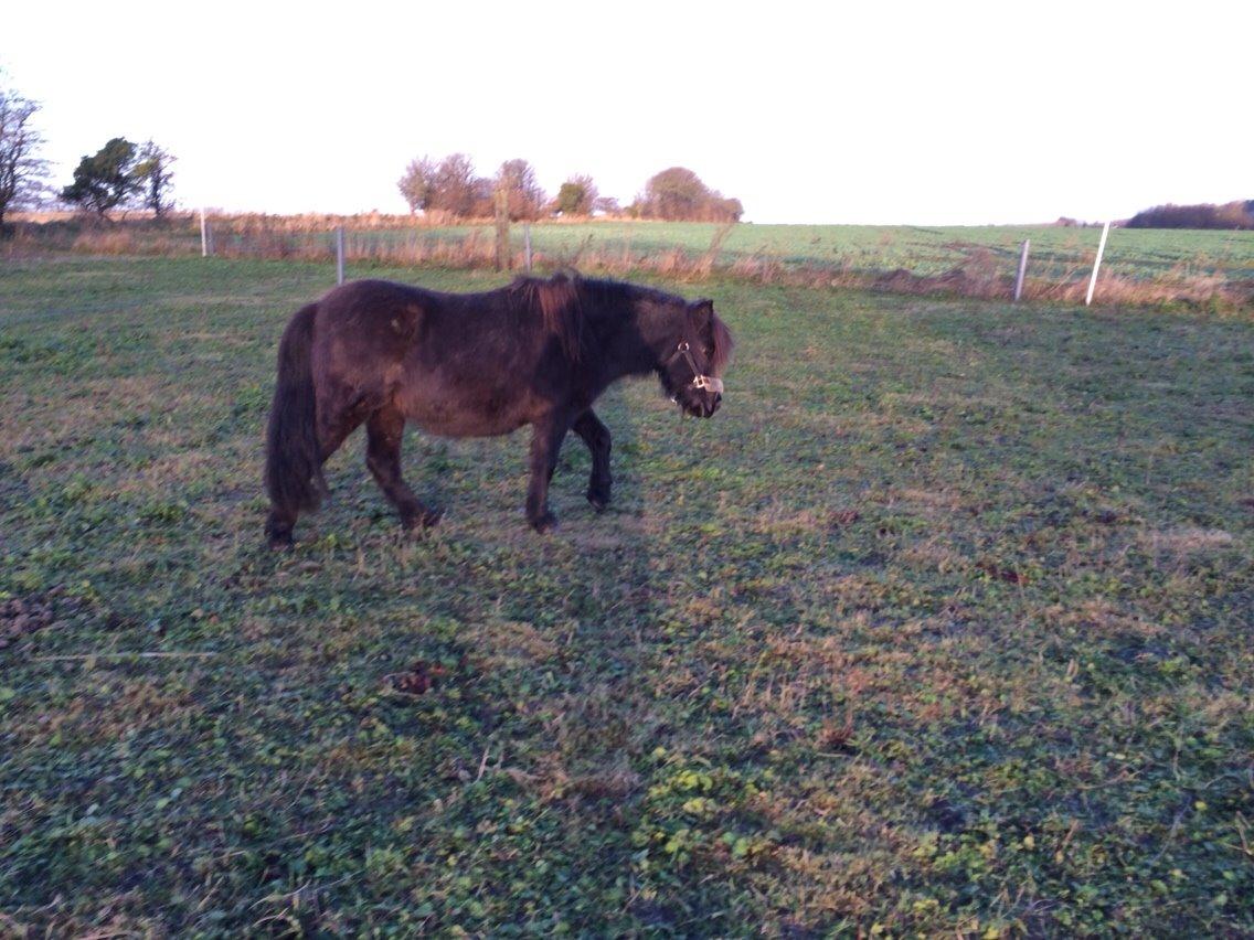 Shetlænder Sønderskovs fresia (tidl. hest) billede 11
