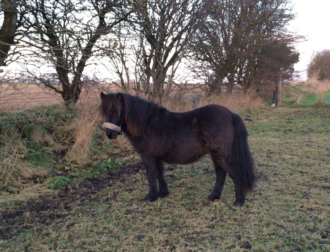 Shetlænder Sønderskovs fresia (tidl. hest) billede 13