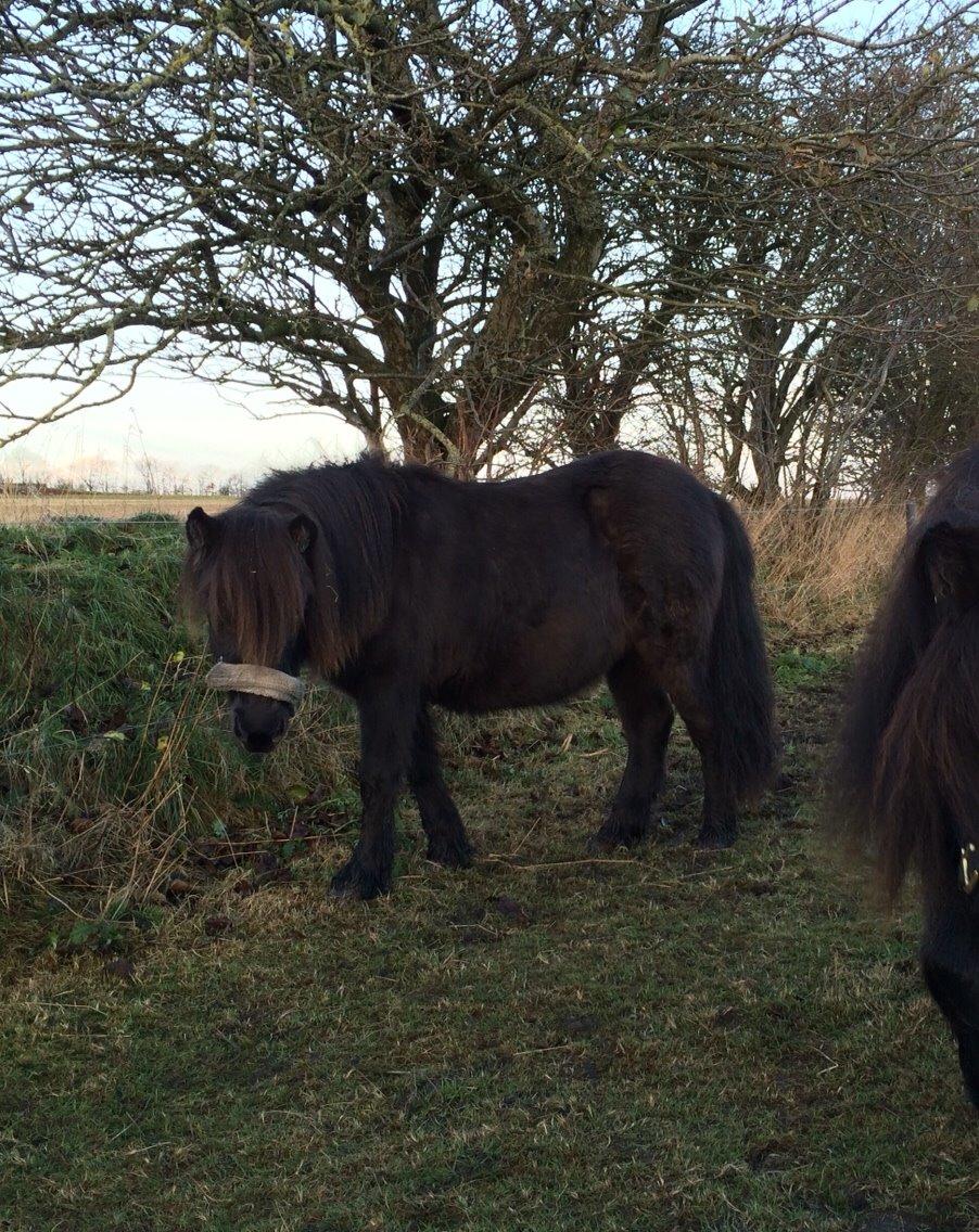 Shetlænder Sønderskovs fresia (tidl. hest) billede 12