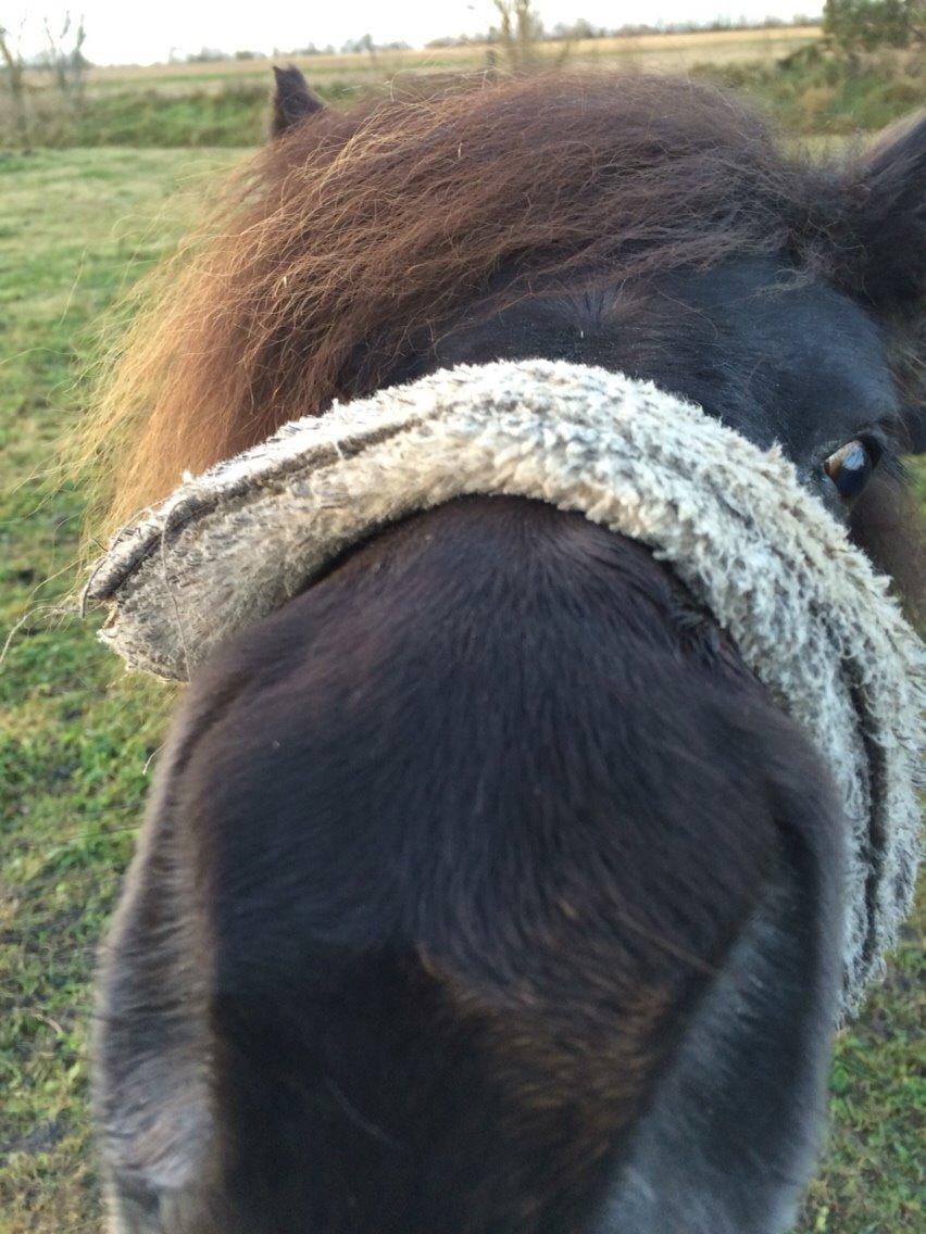 Shetlænder Sønderskovs fresia (tidl. hest) billede 14