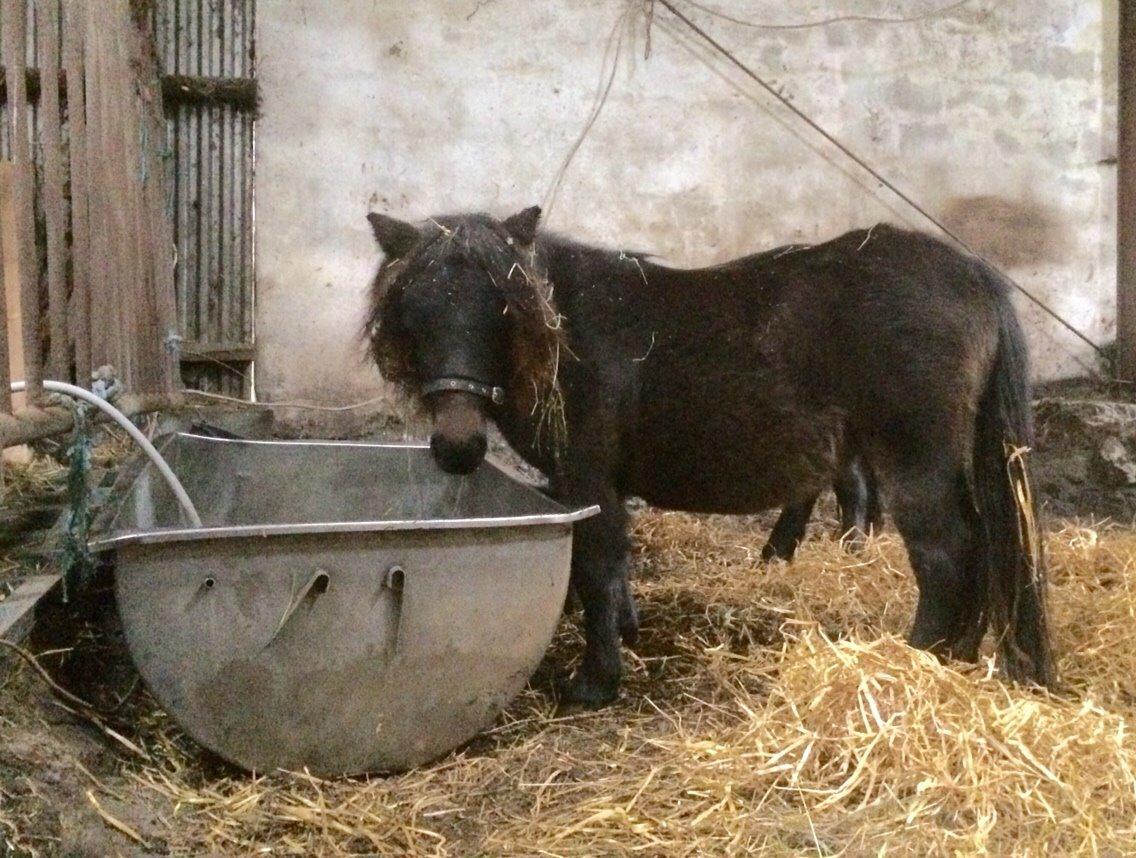 Shetlænder Sønderskovs fucia (Solgt) billede 10