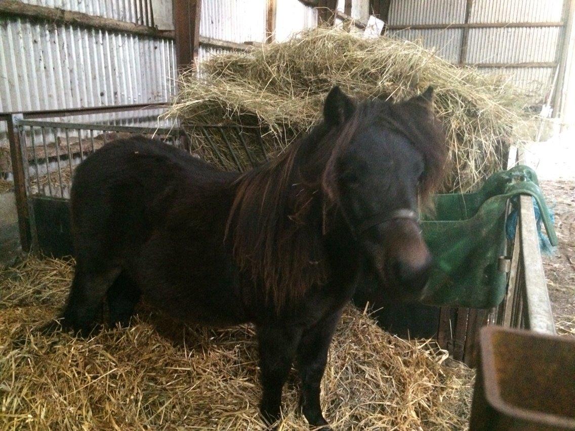 Shetlænder Sønderskovs fucia (Solgt) billede 11