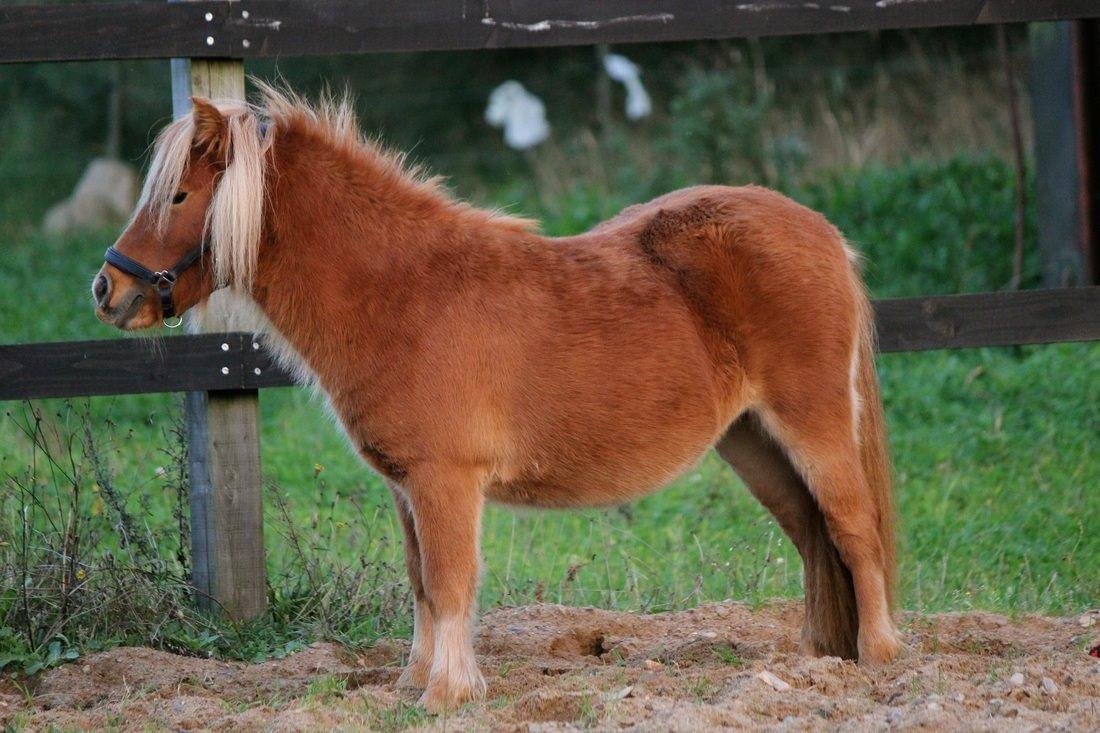 Shetlænder Selma Brøis billede 7