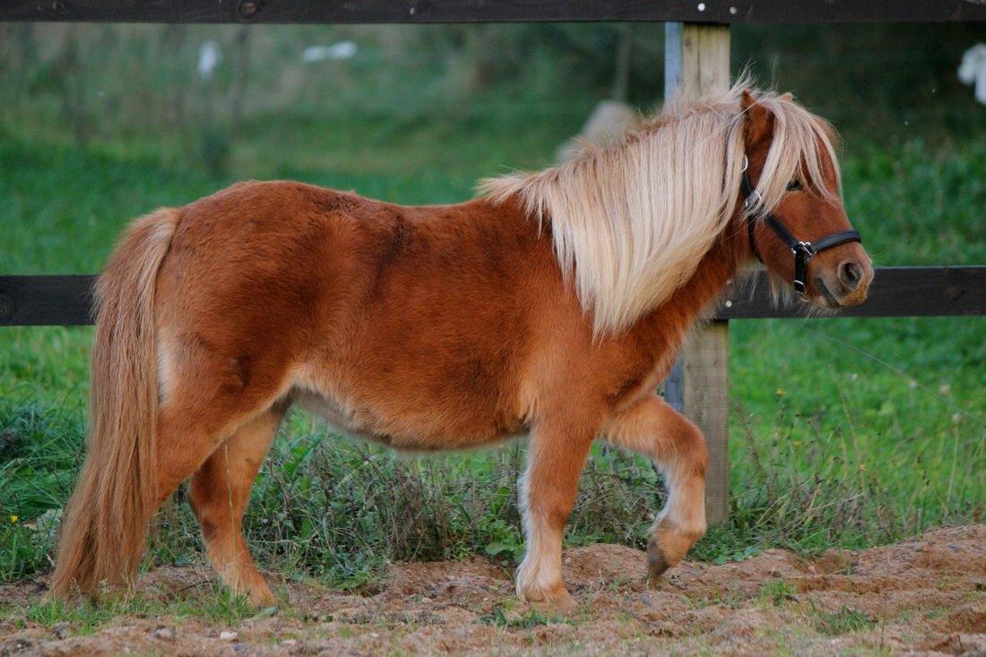 Shetlænder Selma Brøis billede 2