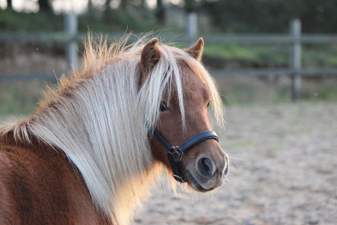 Shetlænder Selma Brøis billede 3