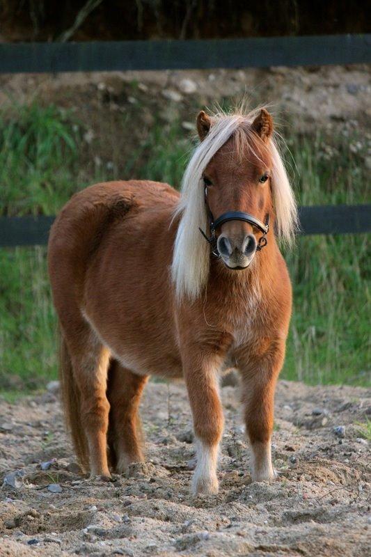 Shetlænder Selma Brøis billede 1