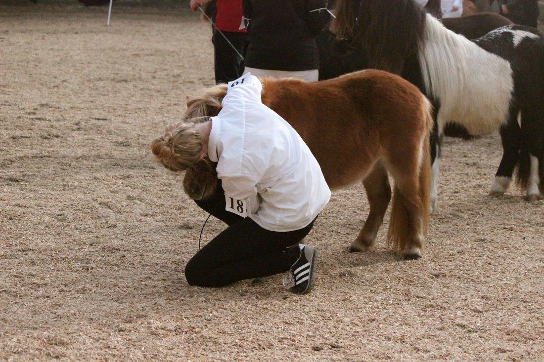 Shetlænder Selma Brøis billede 4