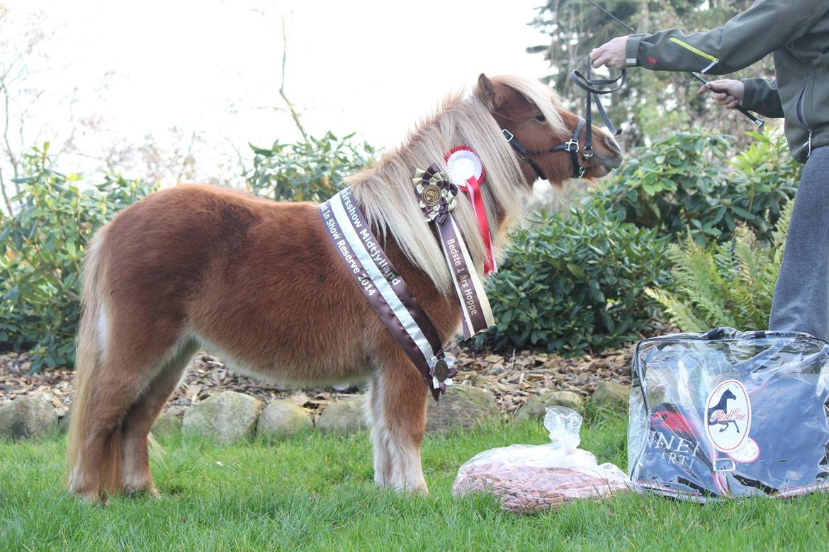 Shetlænder Selma Brøis billede 5