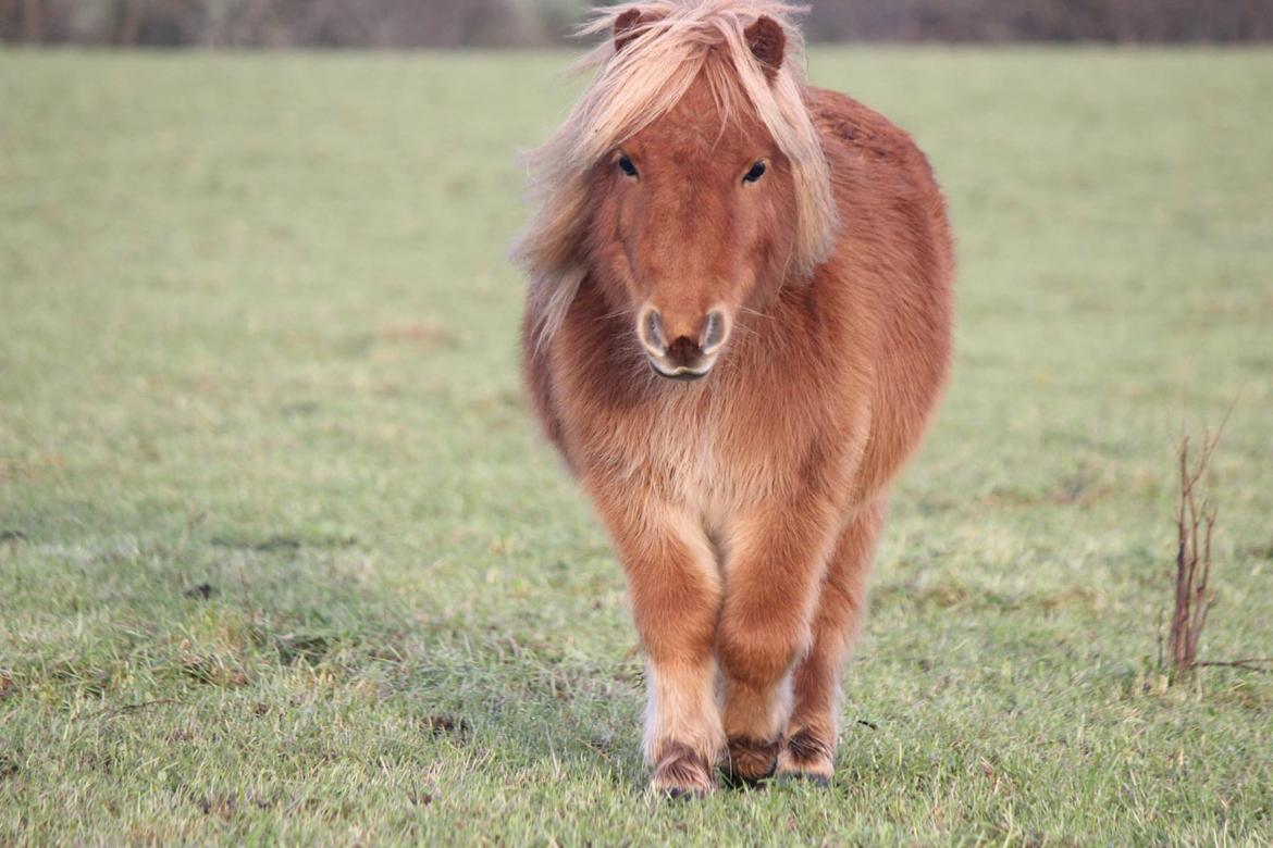 Shetlænder Selma Brøis billede 6