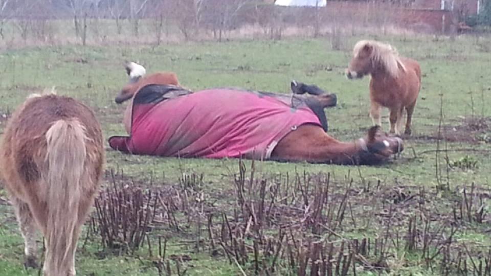 Dansk Varmblod Nygårds Brown Sugar *Himmelhest* - Suagr ruller sig på foden, det nye sted <3 billede 13