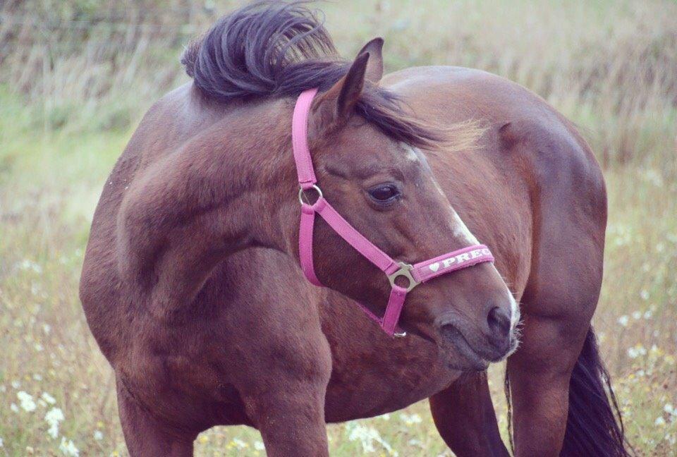 Anden særlig race Ericka billede 1