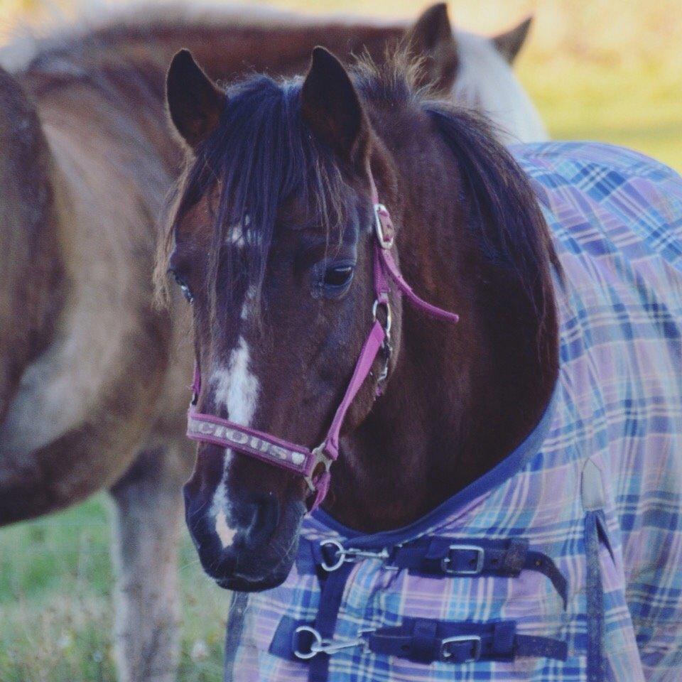 Anden særlig race Ericka billede 2