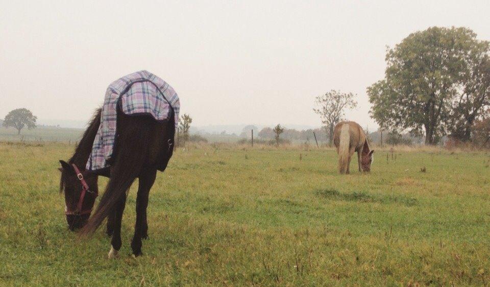 Anden særlig race Ericka billede 3