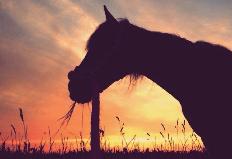 Anden særlig race Ericka billede 7