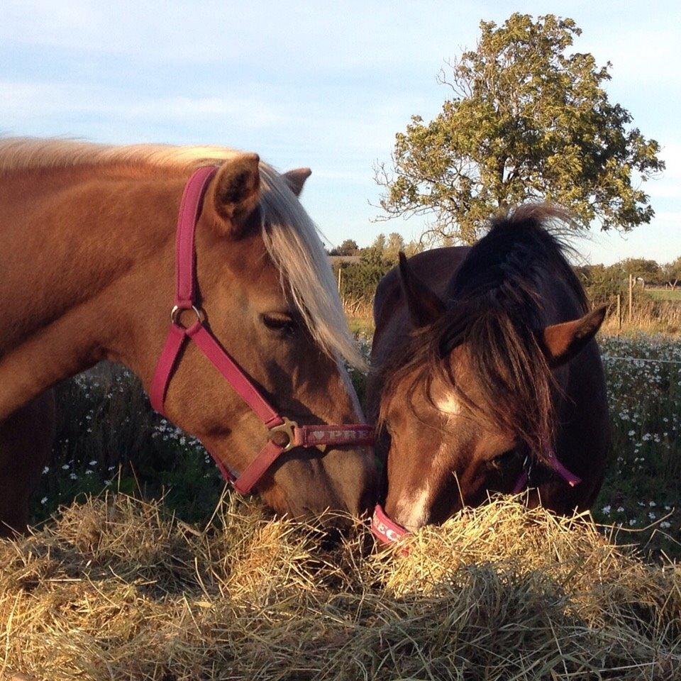 Anden særlig race Ericka billede 6