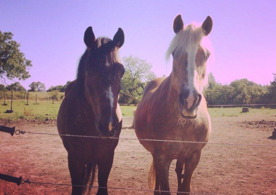 Anden særlig race Ericka billede 8