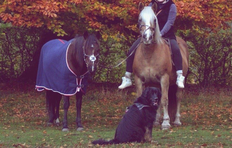 Anden særlig race Ericka billede 9