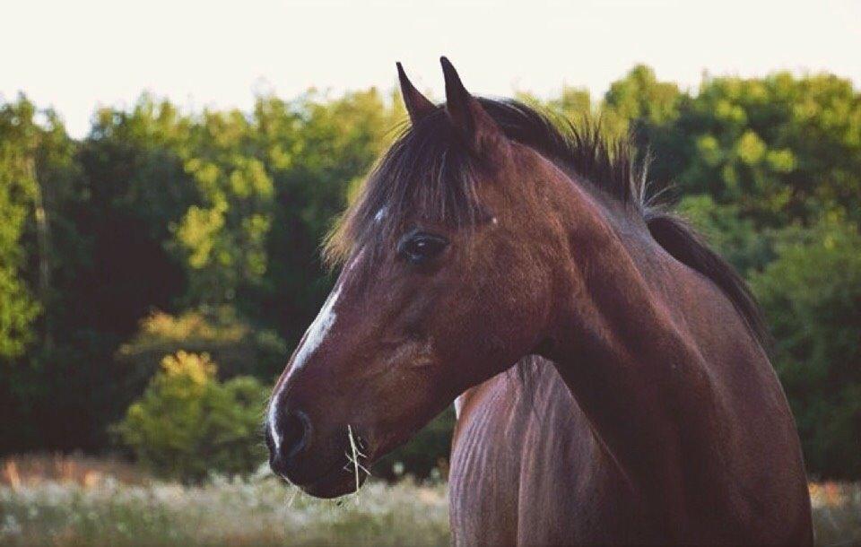 Anden særlig race Ericka billede 10