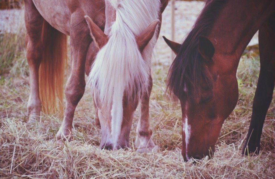 Anden særlig race Ericka billede 11