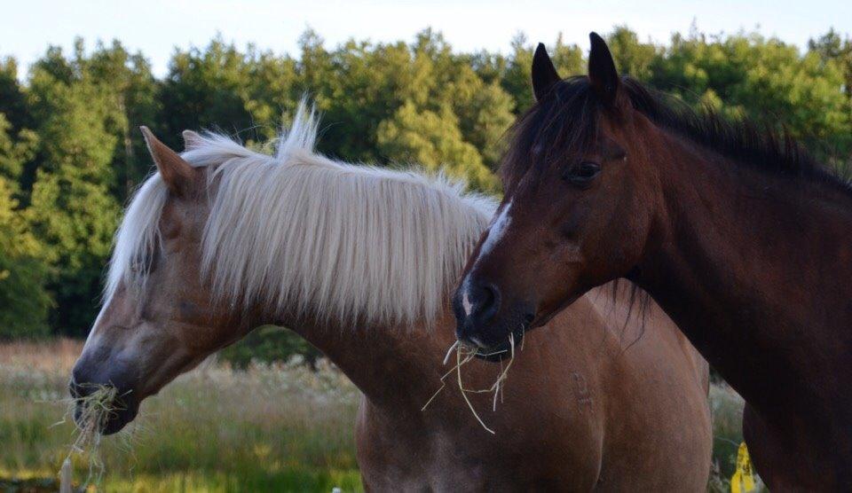 Anden særlig race Ericka billede 13