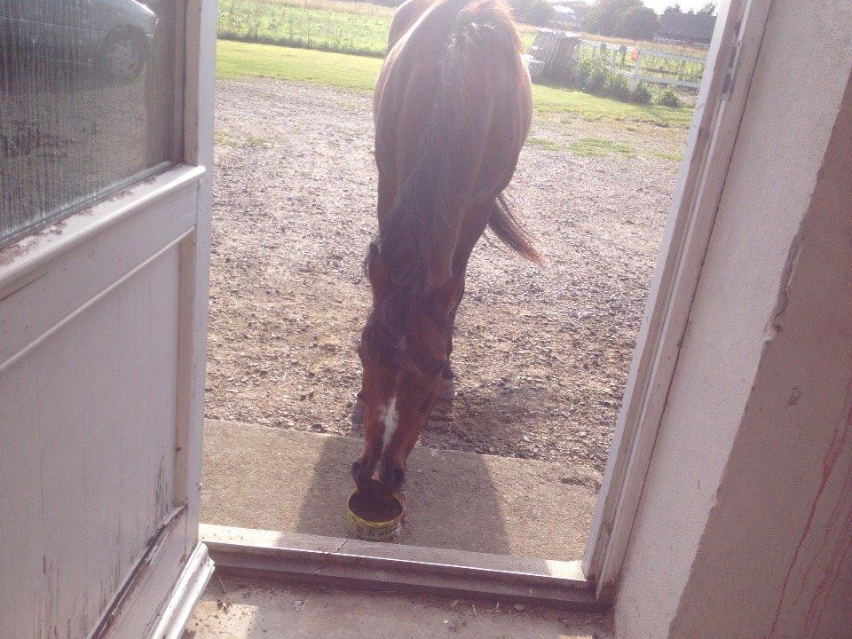 Anden særlig race Ericka billede 14