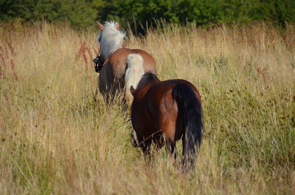 Anden særlig race Ericka billede 15
