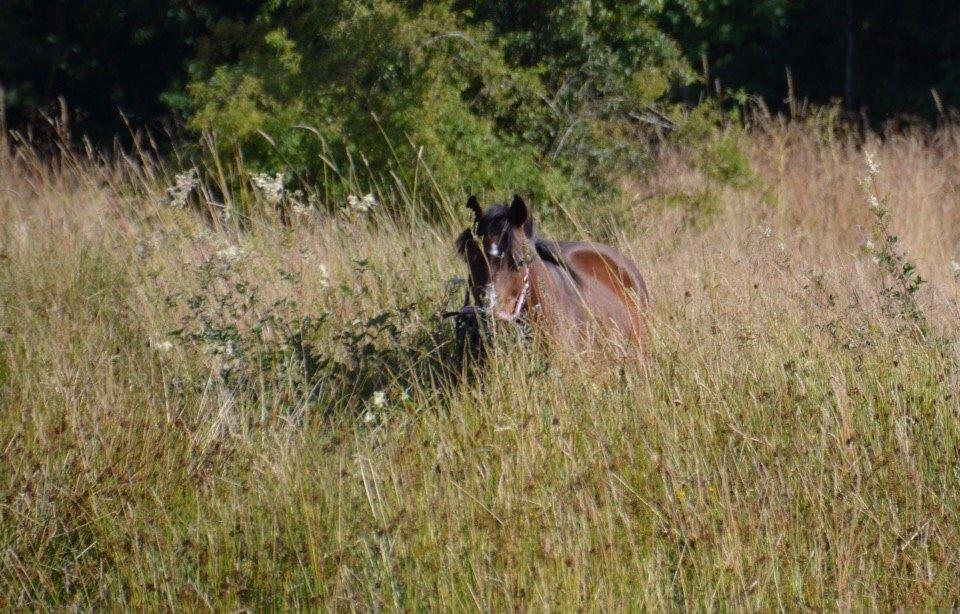 Anden særlig race Ericka billede 16