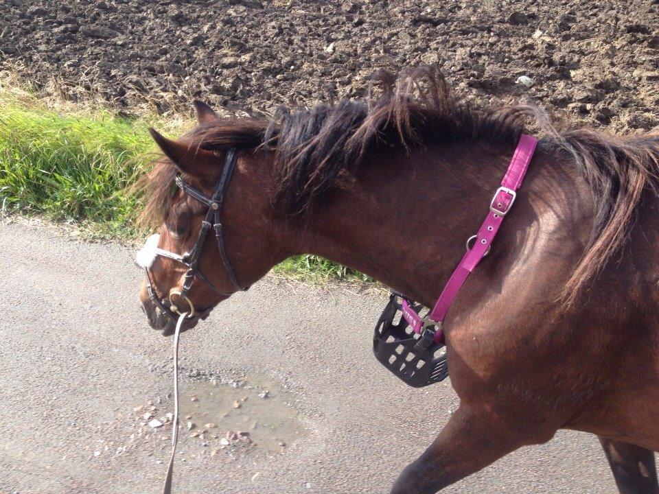 Anden særlig race Ericka billede 18