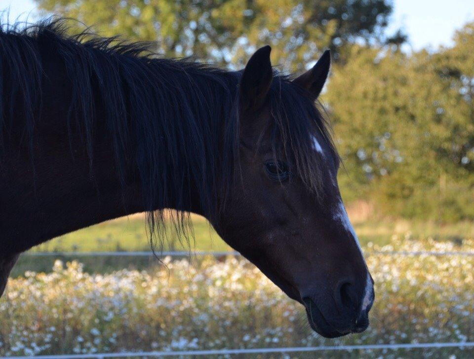 Anden særlig race Ericka billede 19