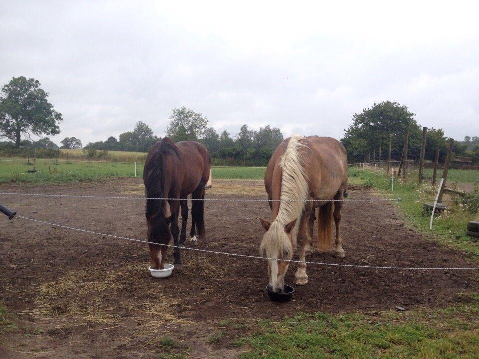 Anden særlig race Ericka billede 17