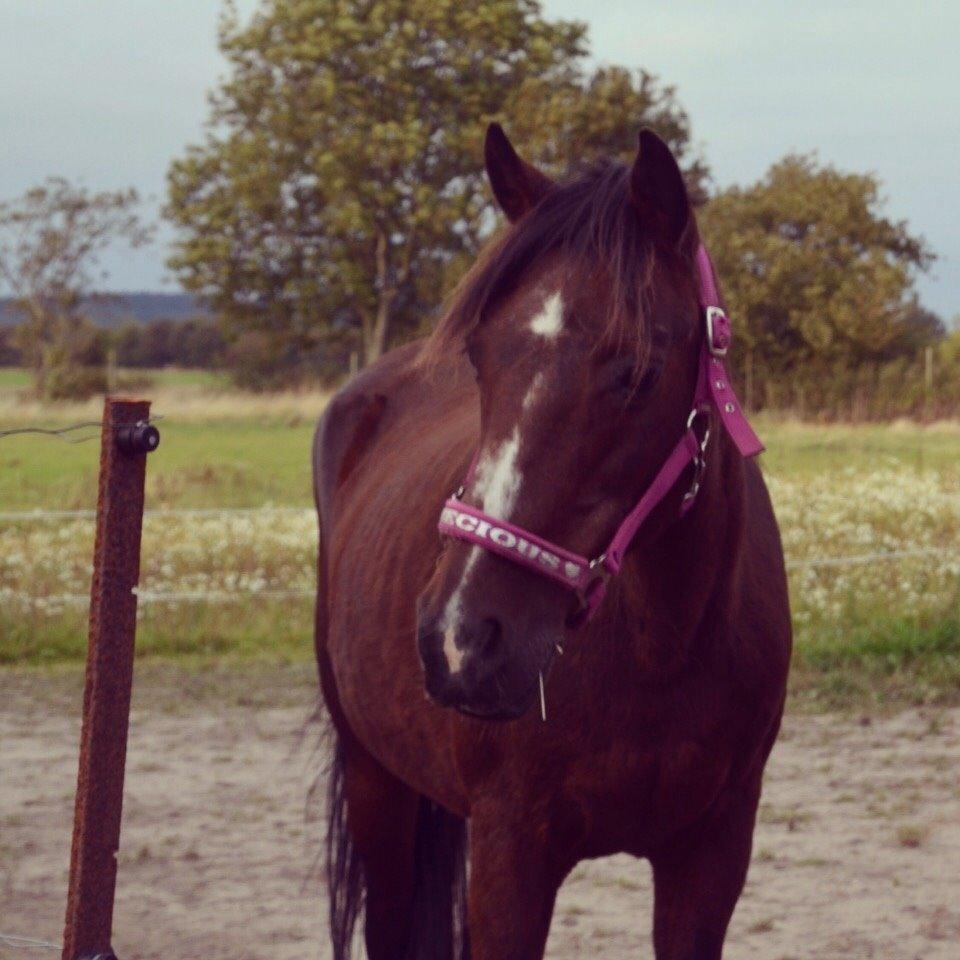 Anden særlig race Ericka billede 20