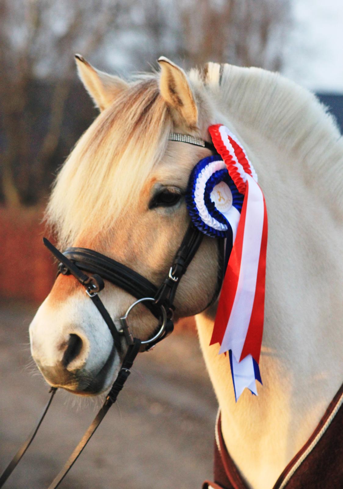 Fjordhest Estel Tidselbjerg billede 14