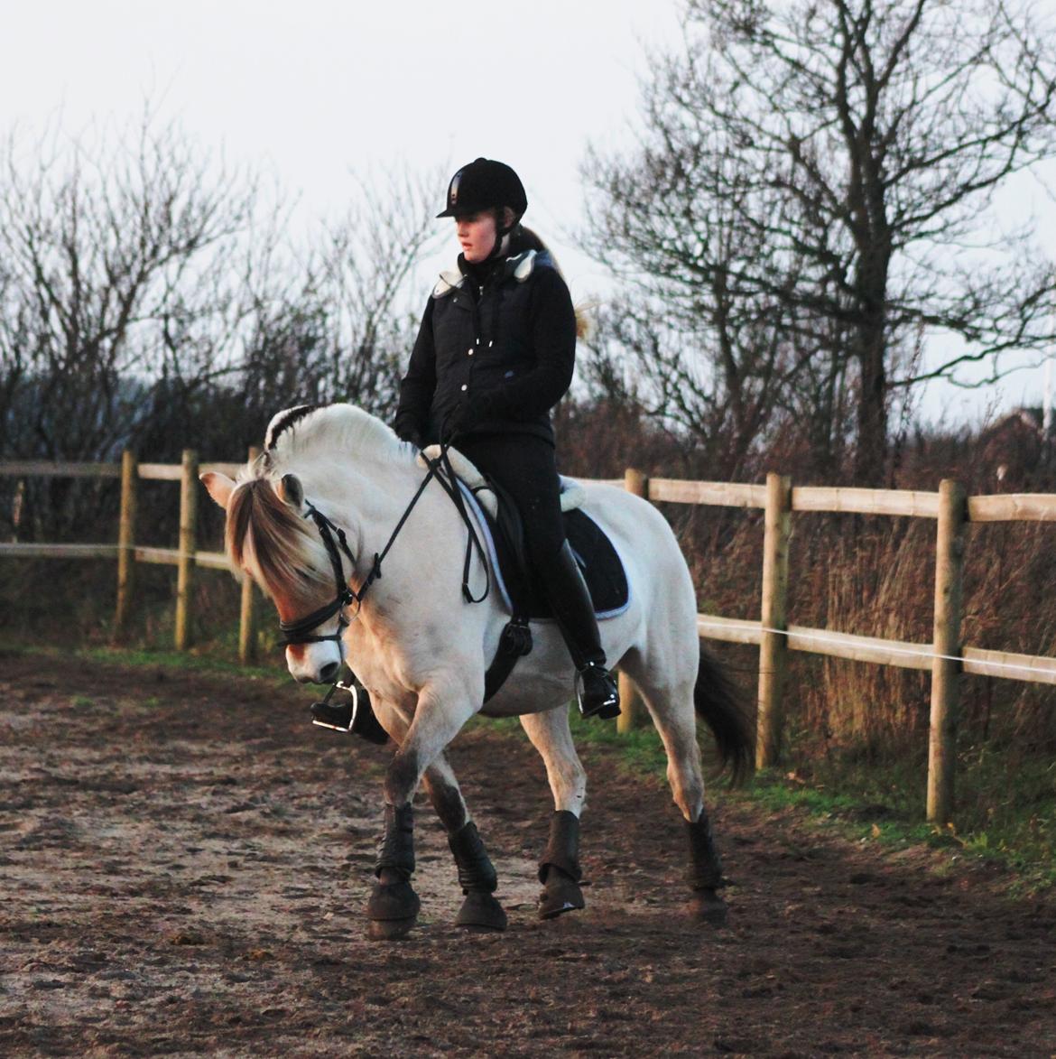 Fjordhest Estel Tidselbjerg billede 19