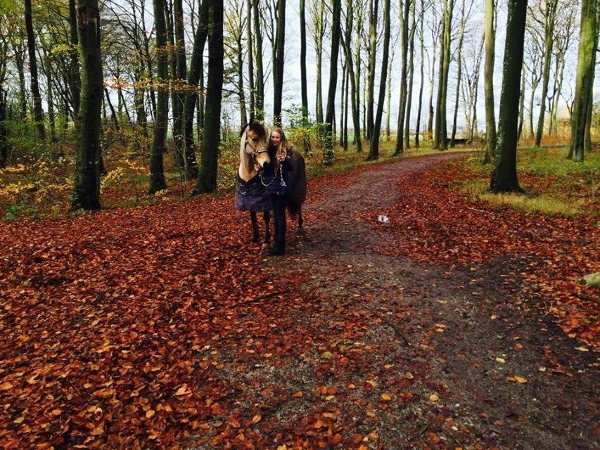 Hollandsk Sportspony Valerie billede 1