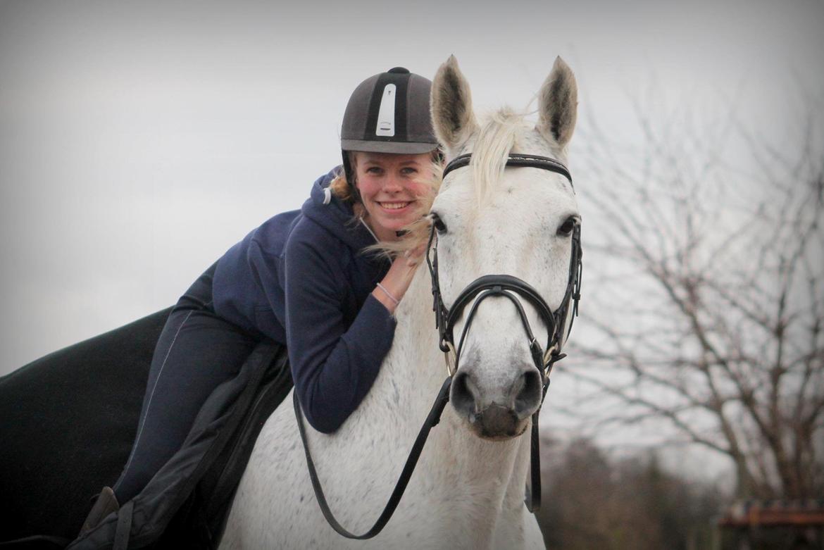 Dansk Varmblod Mr. soru billede 1